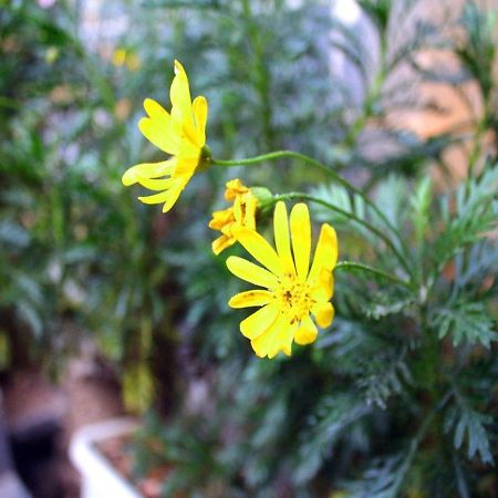 Rongludi Inn Lệ Giang Ngoại thất bức ảnh